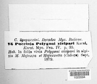 Uromyces polygoni-avicularis image